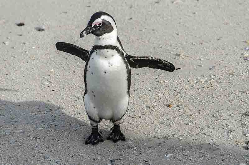 20 - Pinguino Africano - parque nacional Table Mountain - Sudafrica